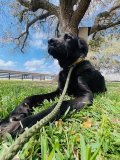 Enlarge Enzo, an adopted Flat-Coated Retriever in Corpus Christi, TX image 3/4