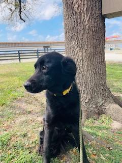 Enzo, ADOPTABLE, Young Male Flat-Coated Retriever.