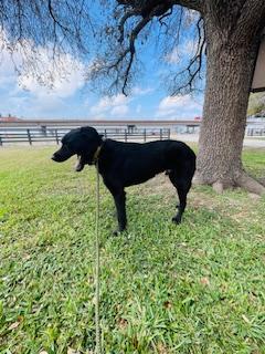 Enlarge Enzo, an adopted Flat-Coated Retriever in Corpus Christi, TX image 4/4
