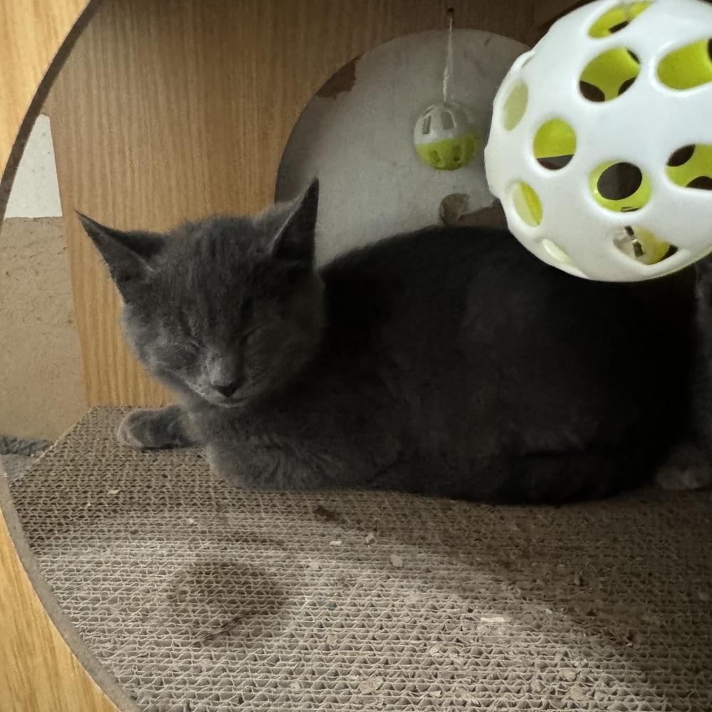 Ziggy, a ADOPTABLE Domestic Short Hair in China Township, MI image 2/3