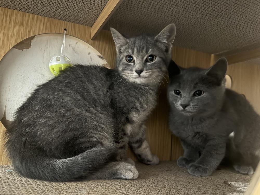 Ziggy, a ADOPTABLE Domestic Short Hair in China Township, MI image 3/3