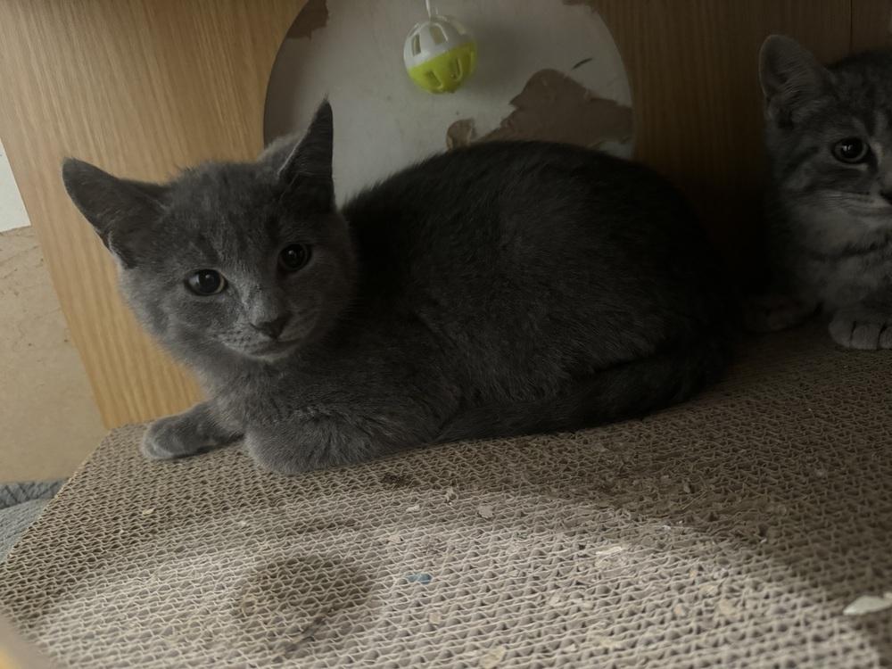Ziggy, a ADOPTABLE Domestic Short Hair in China Township, MI image 1/3