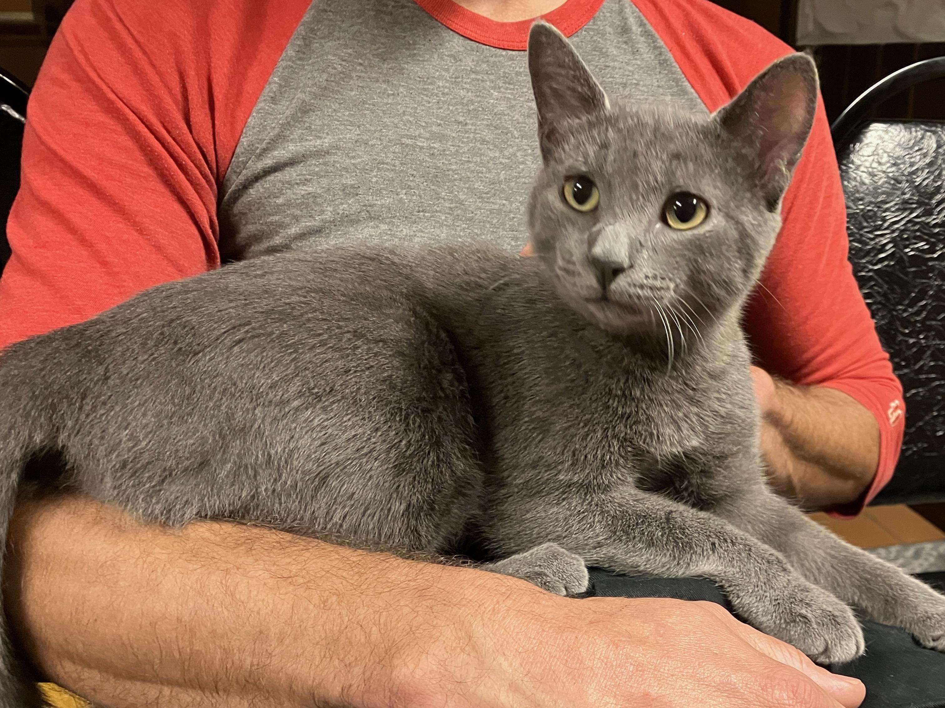 Enlarge Ziggy, a Adoptable Domestic Short Hair in China Township, MI image 2/5