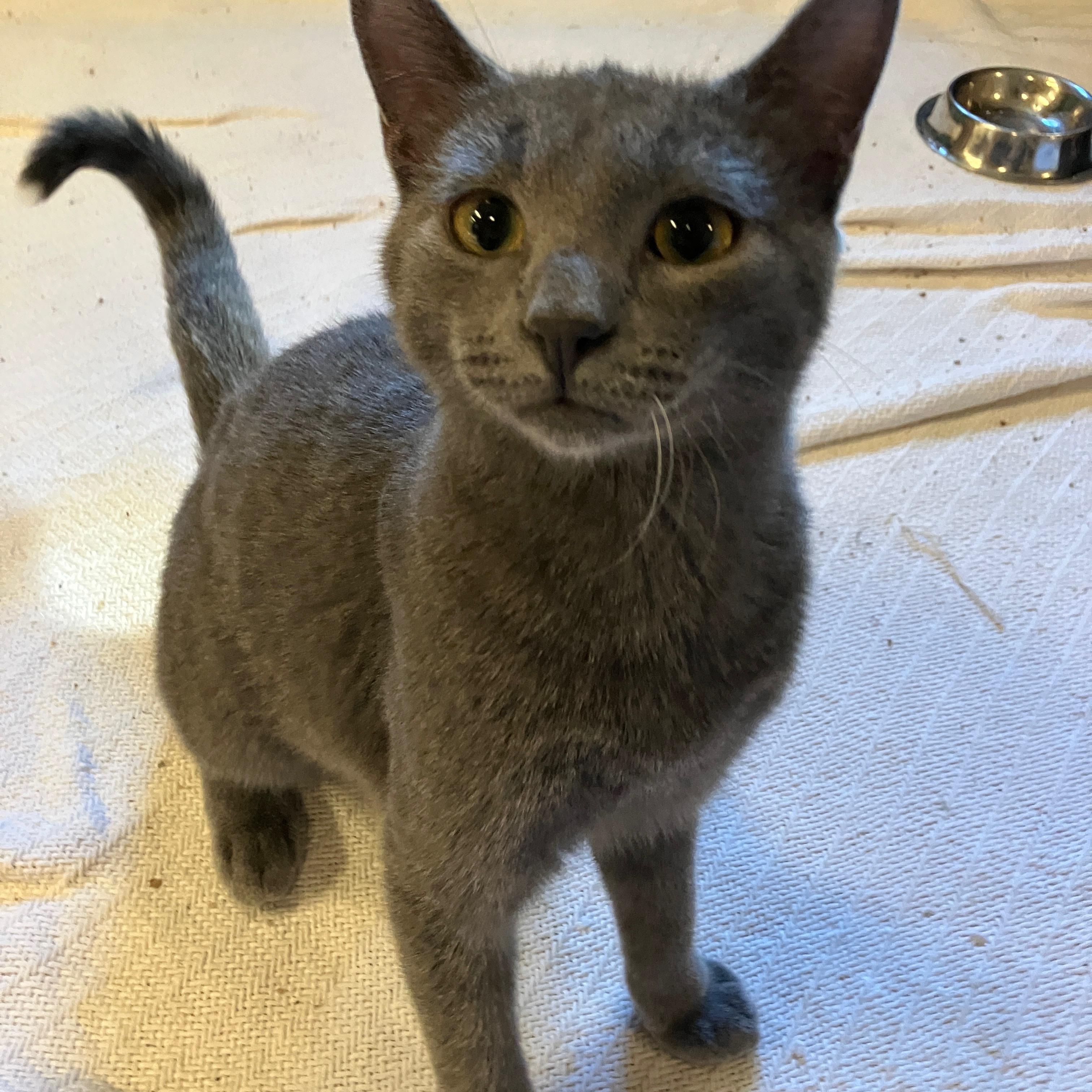 Ziggy, Adoptable, Kitten Male Domestic Short Hair.