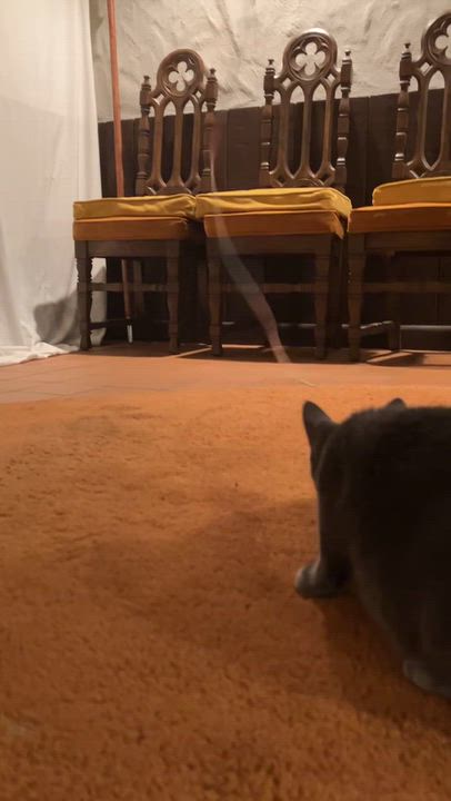 Enlarge Ziggy, a Adoptable Domestic Short Hair in China Township, MI video 5/5