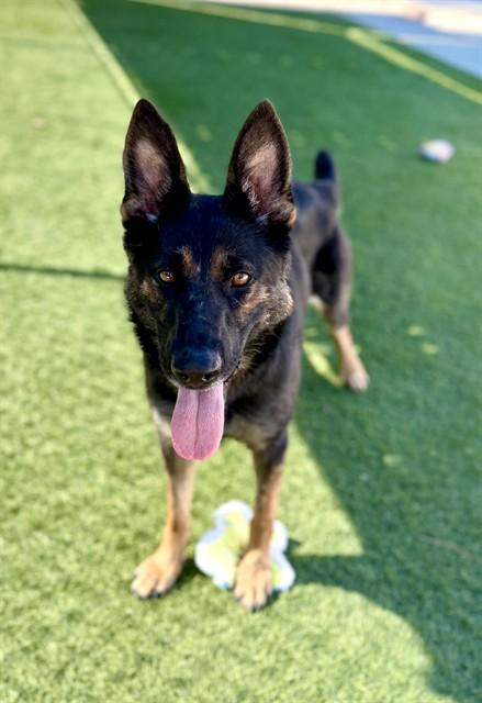 Enlarge SAMMIE, a Adoptable mixed breed in Agoura, CA image 1/1