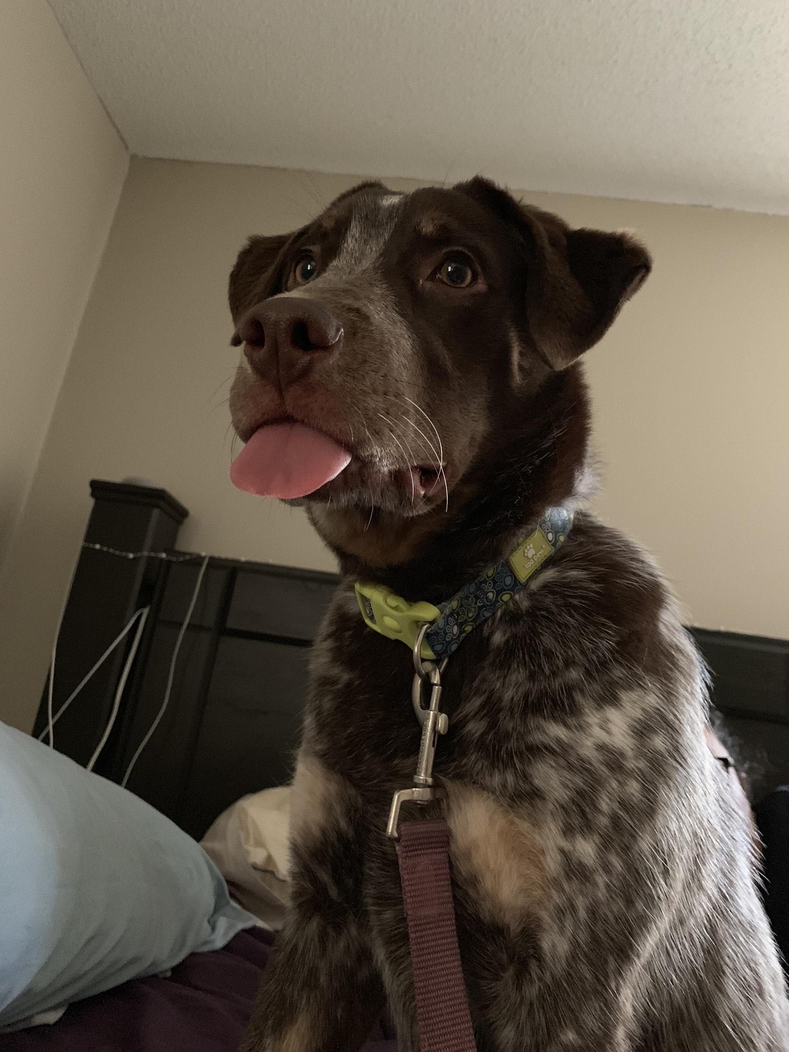 Enlarge Sparkle, a Adoptable mixed breed in Cincinnati, OH image 2/3