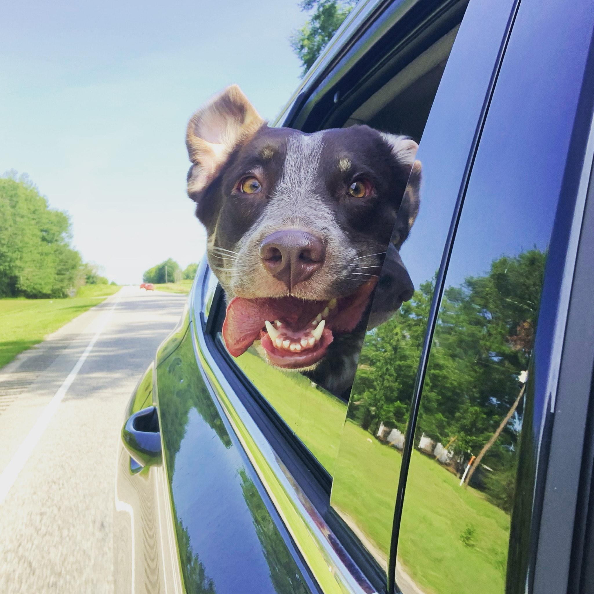Enlarge Sparkle, a Adoptable mixed breed in Cincinnati, OH image 1/3