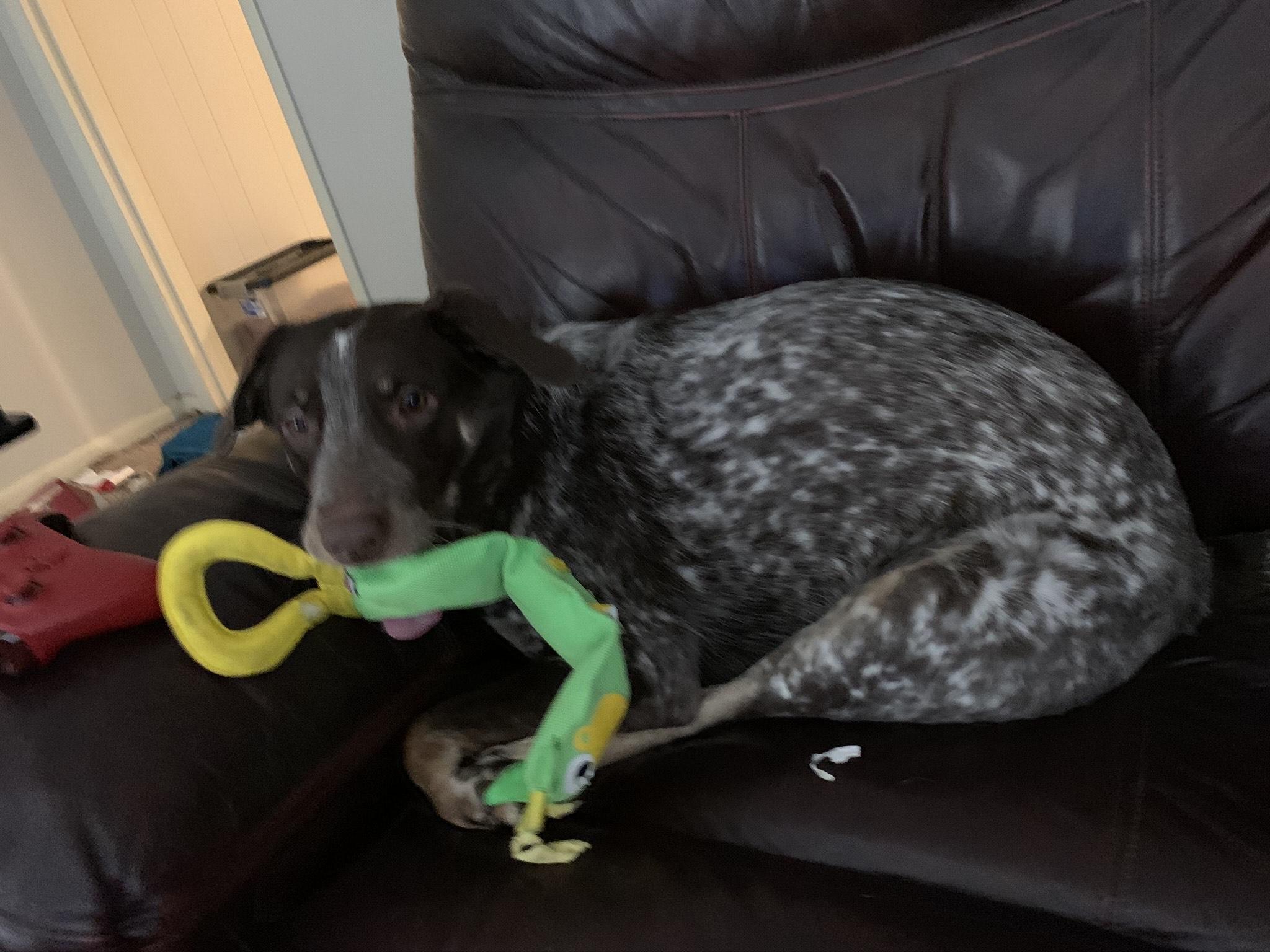 Enlarge Sparkle, a Adoptable mixed breed in Cincinnati, OH image 3/3