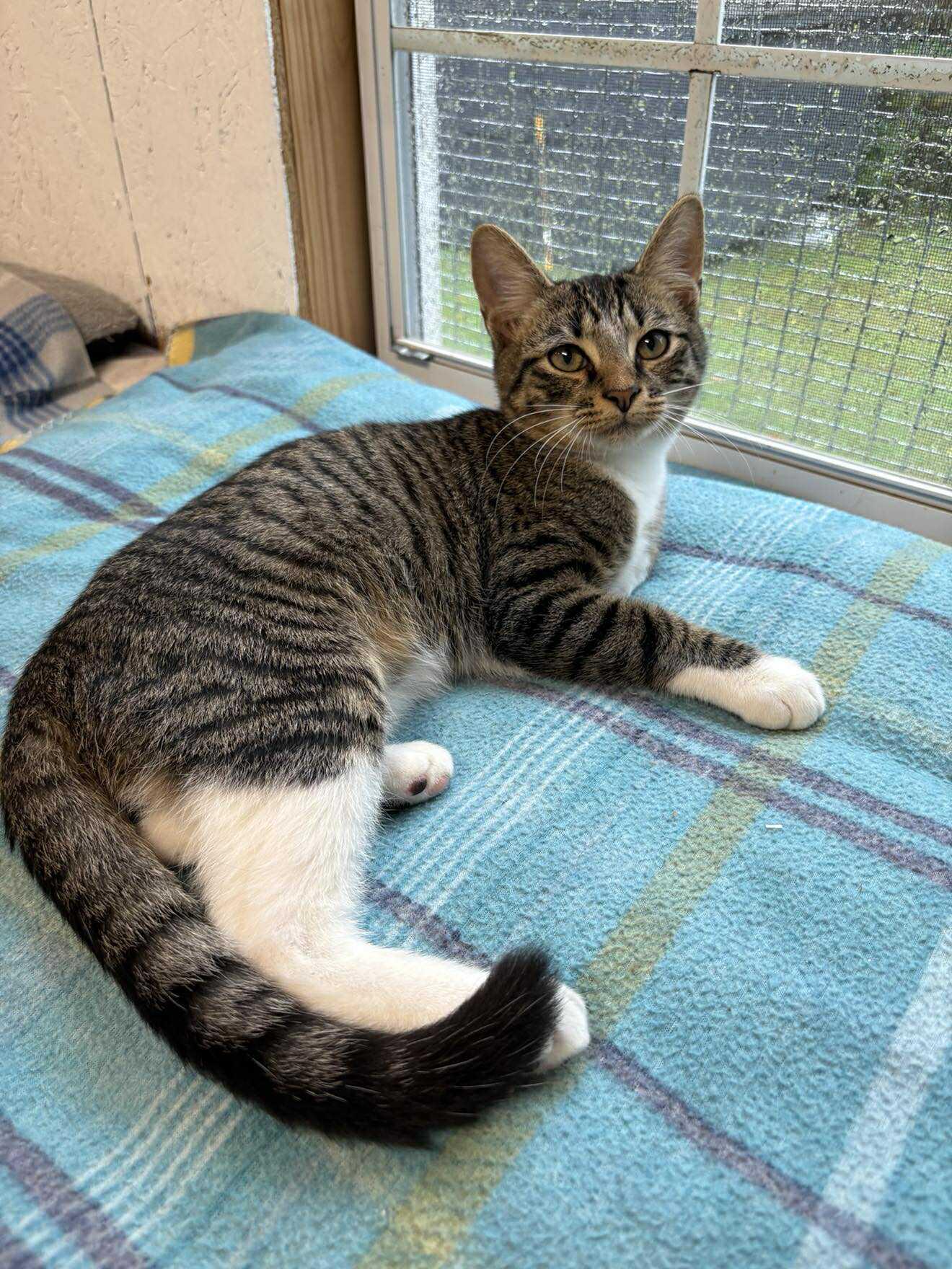 Enlarge Neeko, a Adoptable Tabby in Talbott, TN image 1/2