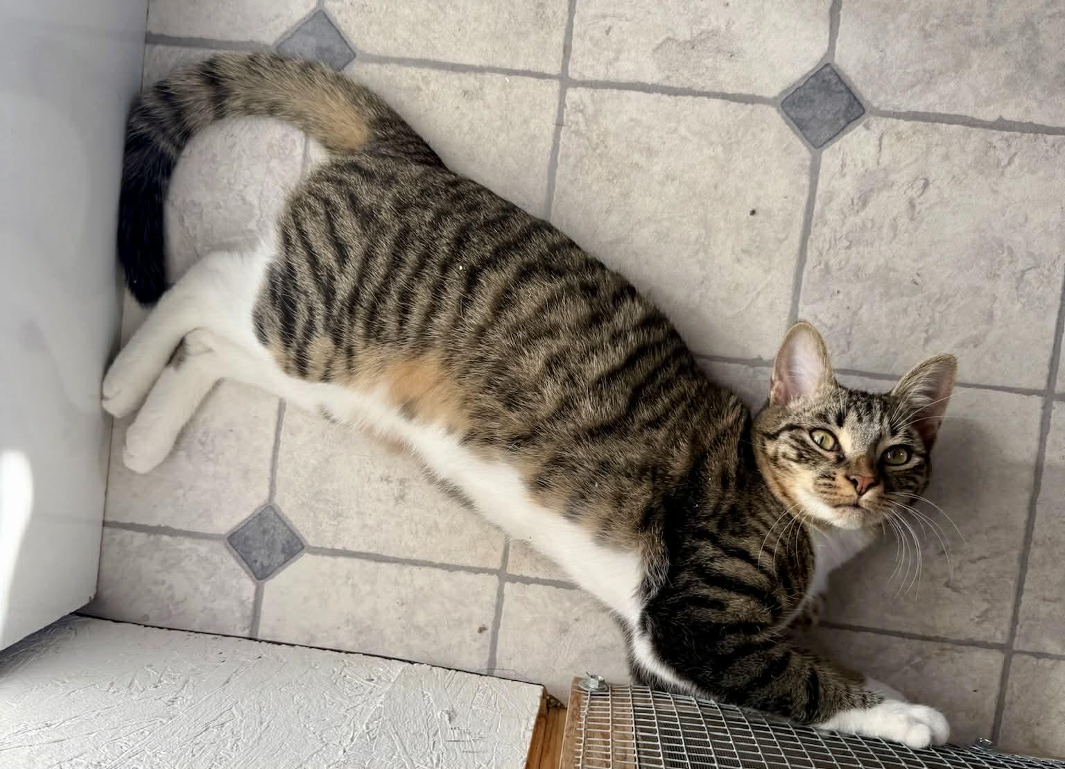 Enlarge Neeko, a Adoptable Tabby in Talbott, TN image 2/5