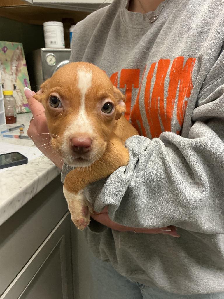 Nona, Adoptable, Puppy Female Terrier & Mixed Breed.