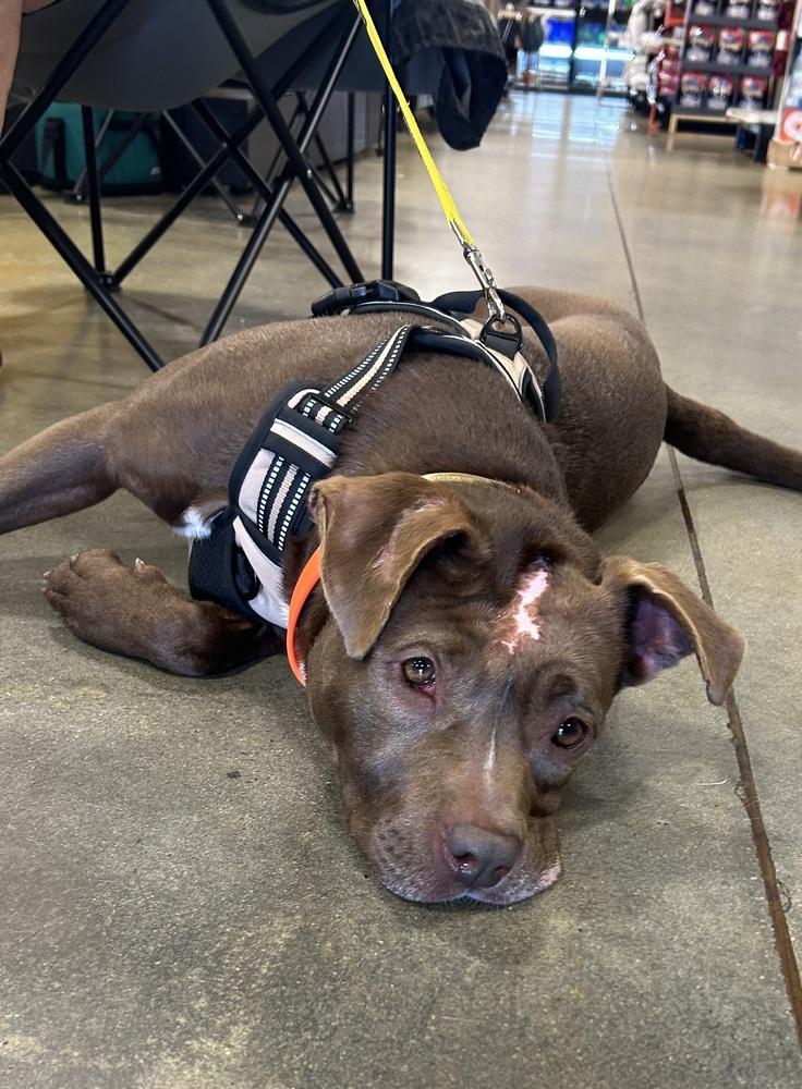 Enlarge Mazy, a Adoptable mixed breed in Dawson, GA image 2/6