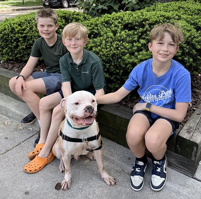 Romeo, a ADOPTABLE American Bulldog in Chicago, IL image 3/6