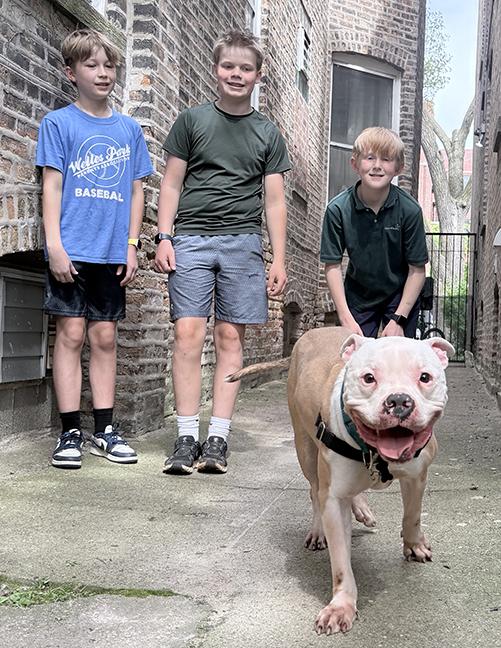 Romeo, a ADOPTABLE American Bulldog in Chicago, IL image 2/6