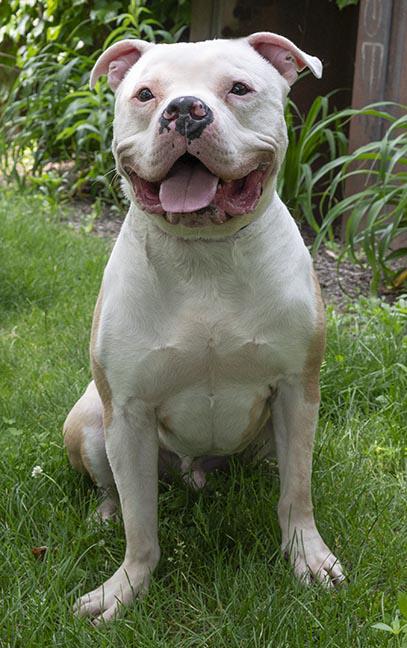 Romeo, a ADOPTABLE American Bulldog in Chicago, IL image 5/6