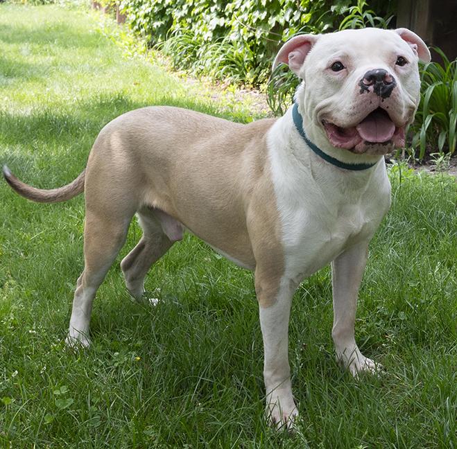 Romeo, a ADOPTABLE American Bulldog in Chicago, IL image 6/6
