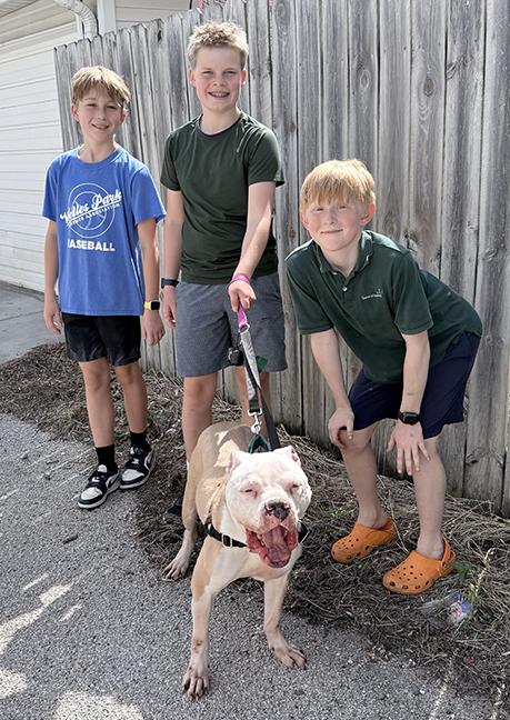 Romeo, a ADOPTABLE American Bulldog in Chicago, IL image 4/6