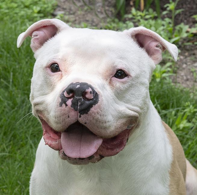 Romeo, ADOPTABLE, Adult Male American Bulldog.