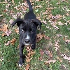 Opalite, Adoptable, Puppy Female Labrador Retriever.