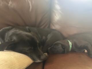 Enlarge Opalite, a Adoptable mixed breed in Union Grove, WI image 2/4