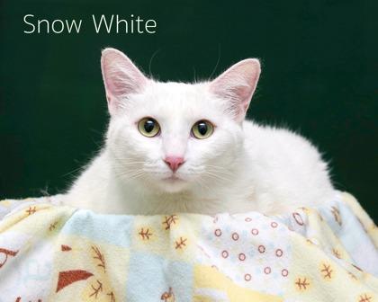 Snow White, Adoptable, Adult Female Domestic Short Hair & Domestic Short Hair.