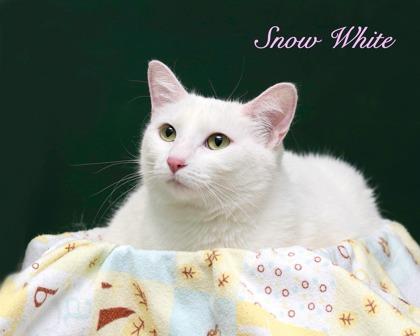 Enlarge Snow White, a Adoptable mixed breed in Parma, OH image 2/2