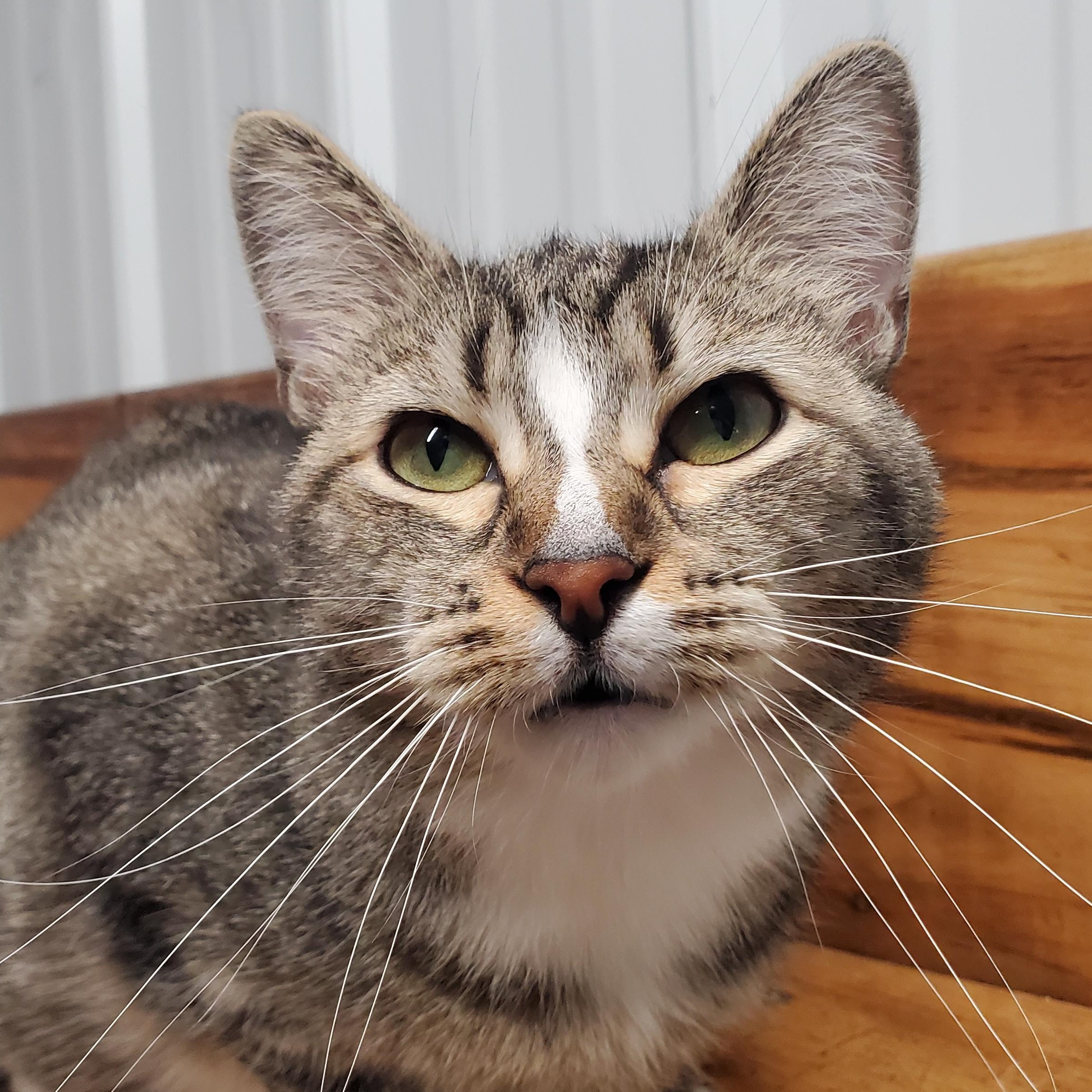 Jemma, adoptable, Adult Female Domestic Short Hair.