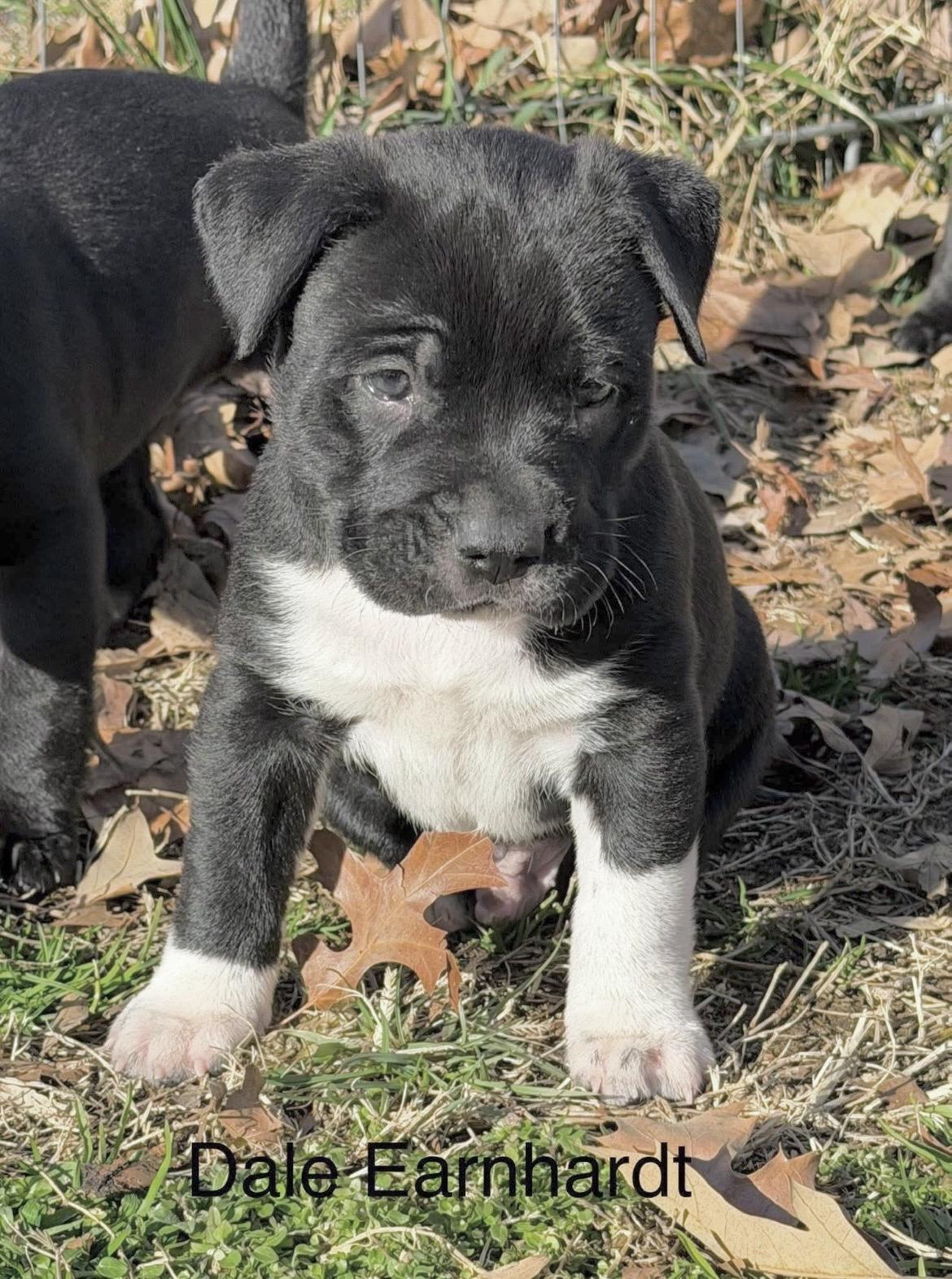 Enlarge Dale Earnhardt, a Adoptable mixed breed in Millington, MD image 2/6