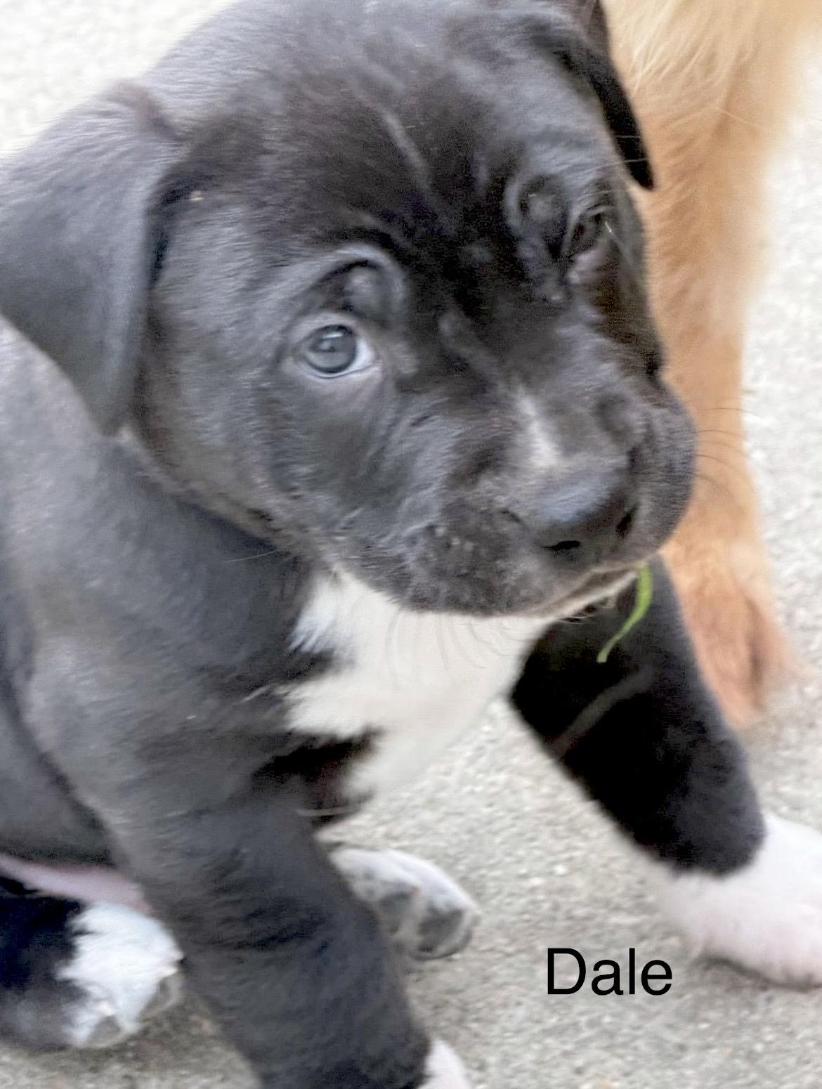 Enlarge Dale Earnhardt, a Adoptable mixed breed in Millington, MD image 4/6