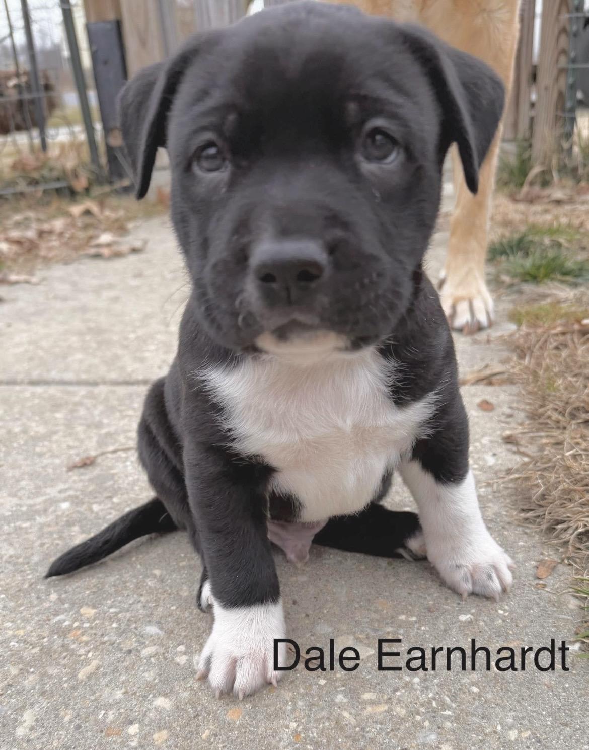 Enlarge Dale Earnhardt, a Adoptable mixed breed in Millington, MD image 3/6
