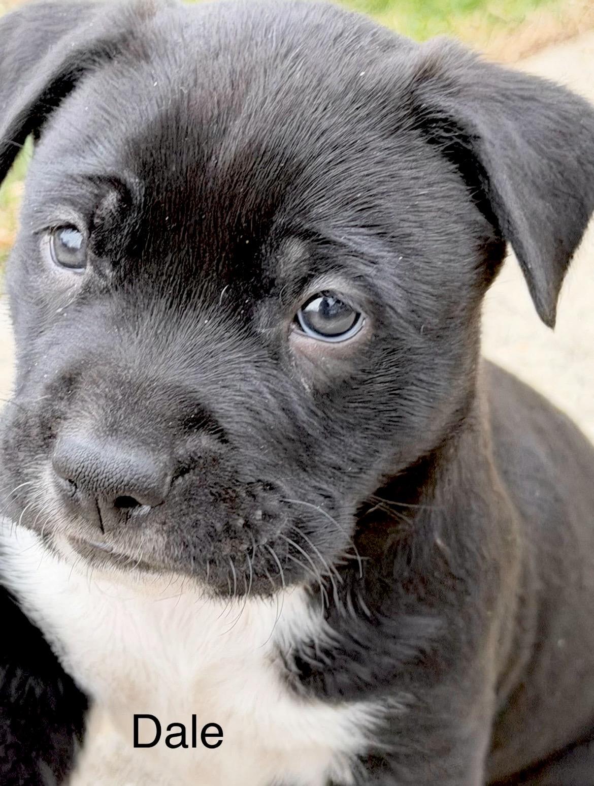 Enlarge Dale Earnhardt, a Adoptable mixed breed in Millington, MD image 5/6