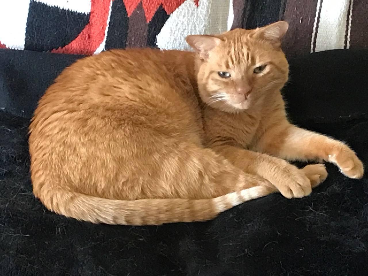 Morris, Adoptable, Adult Male Domestic Short Hair.