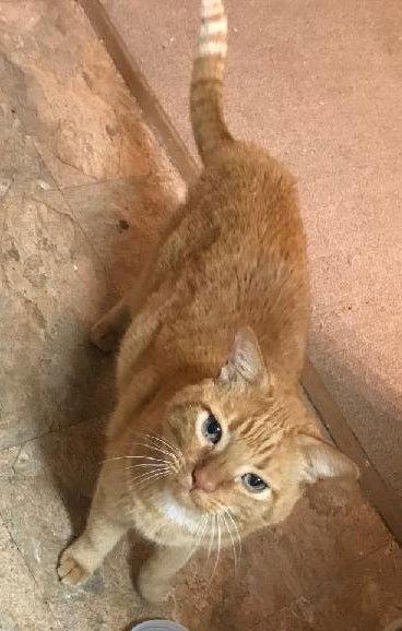 Enlarge Morris, a Adoptable Domestic Short Hair in Phoenix, AZ image 2/2