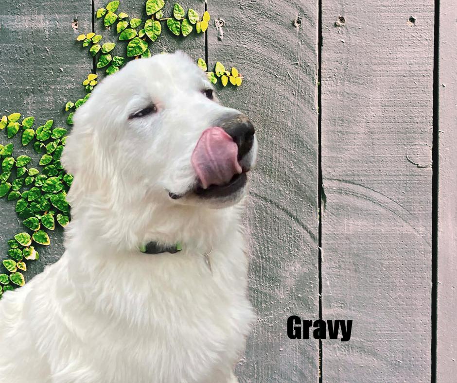 Enlarge Gravy, a Adoptable Great Pyrenees in Marshville, NC image 3/3