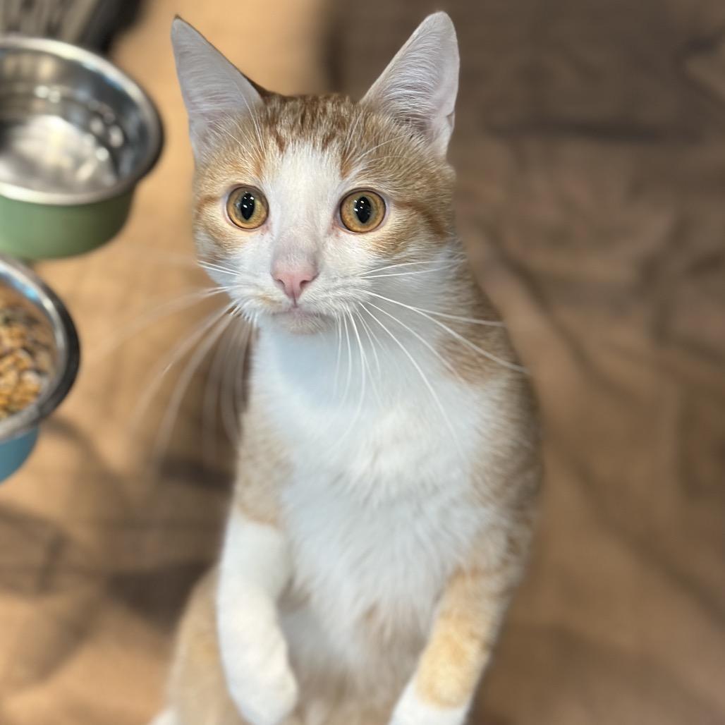 French Fry, Adoptable, Adult Male Domestic Short Hair.