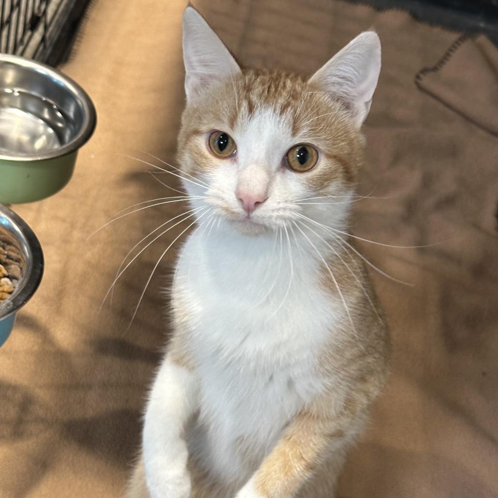 French Fry, a Adoptable Domestic Short Hair in Matteson, IL image 2/6