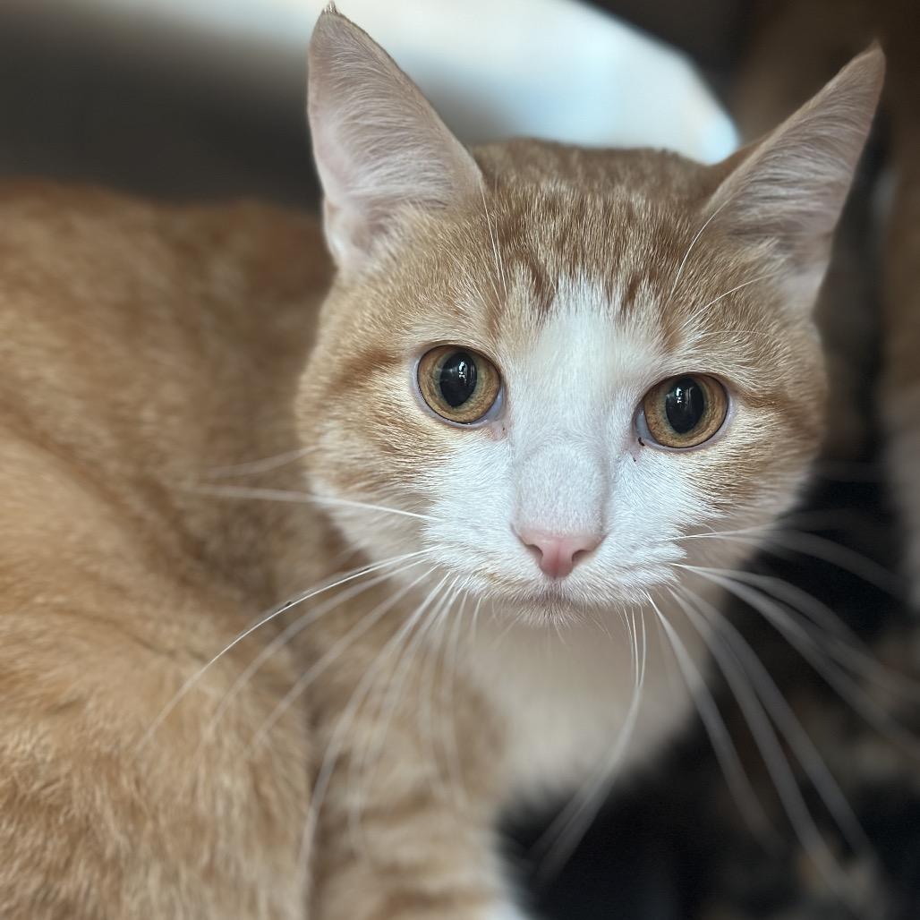 French Fry, a Adoptable Domestic Short Hair in Matteson, IL image 5/6