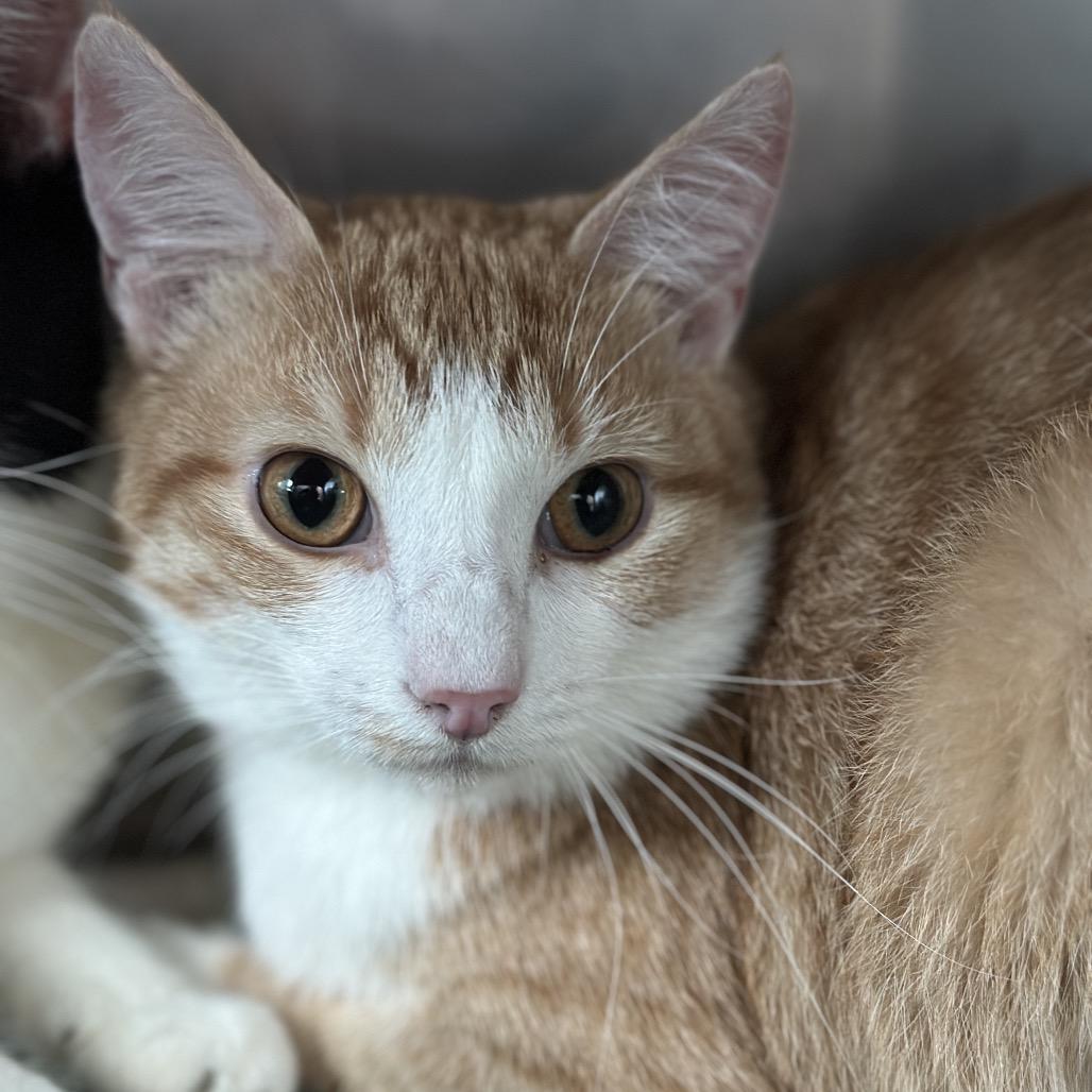 French Fry, a Adoptable Domestic Short Hair in Matteson, IL image 6/6
