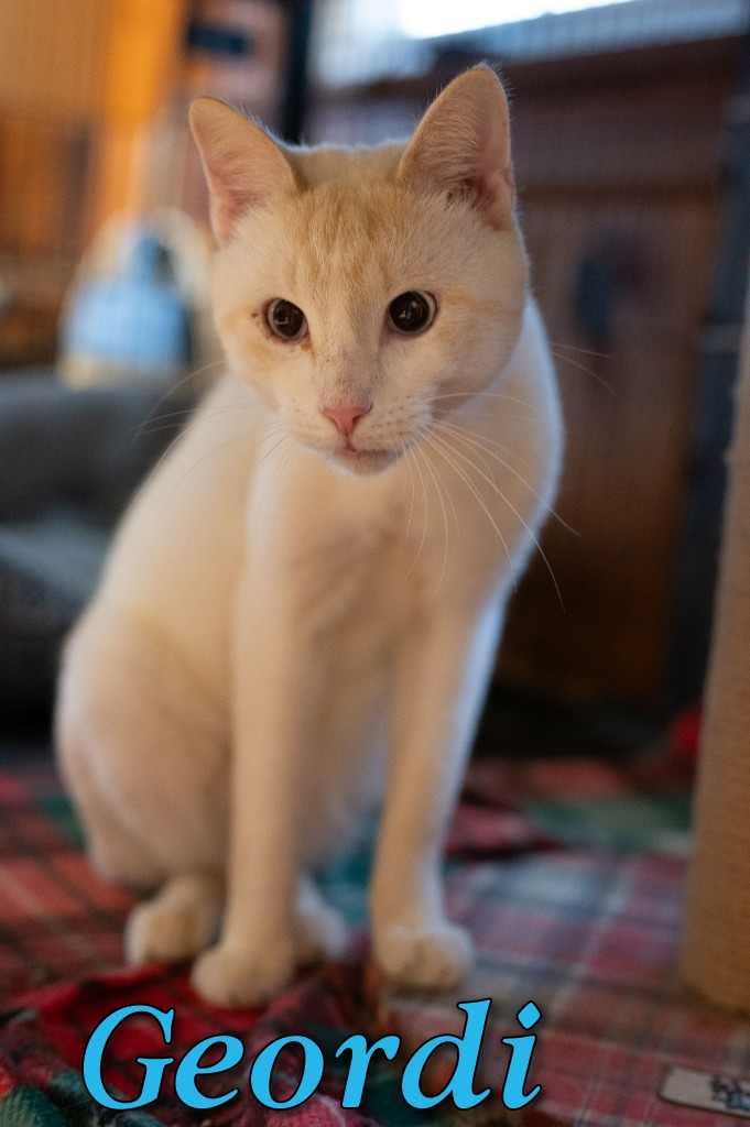 Geordi