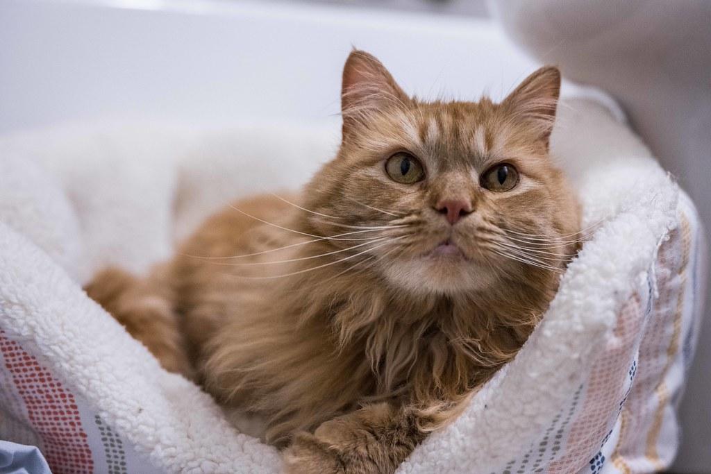 Peaches, an adoptable mixed breed in Baltimore, MD image 3/4