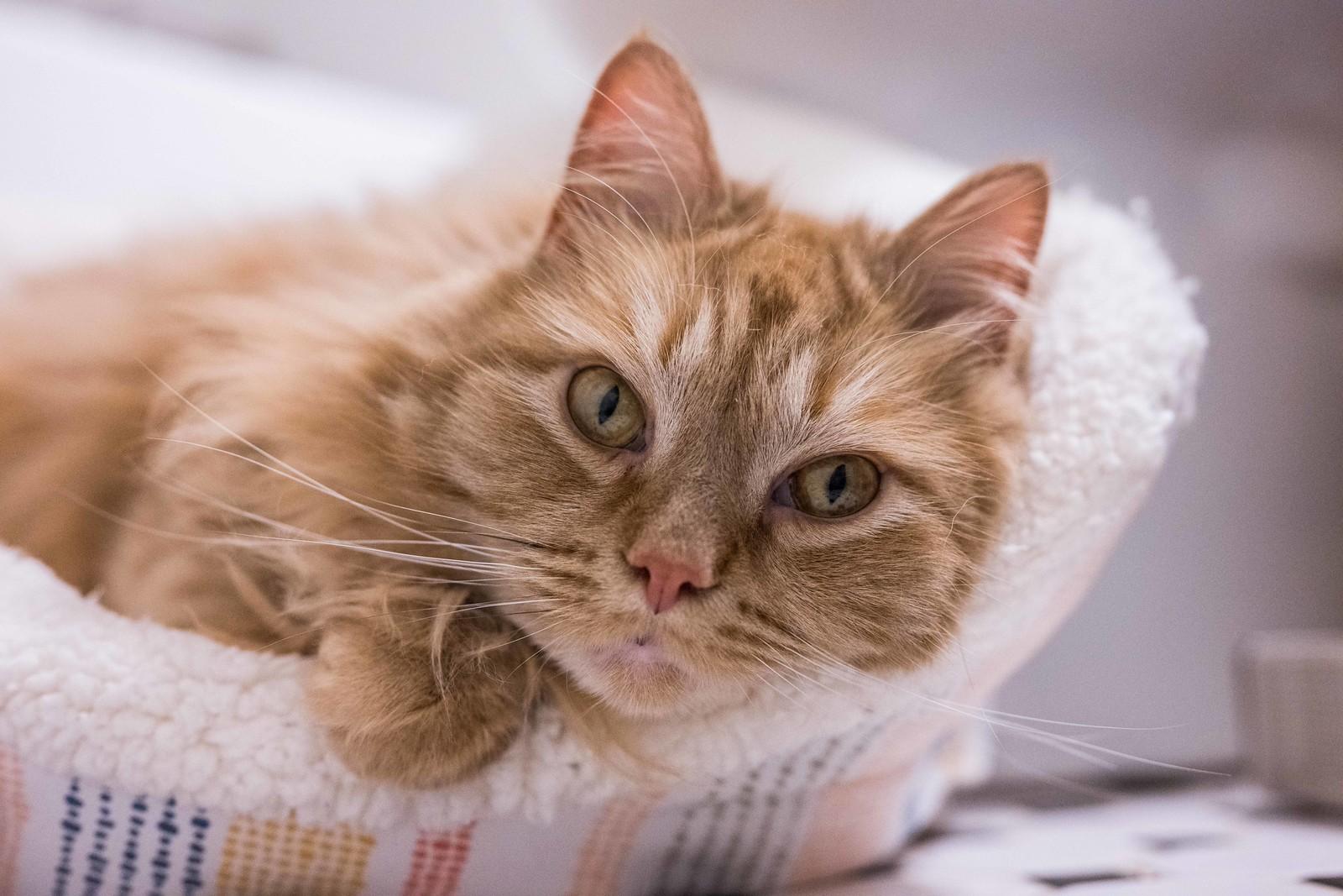 Peaches, an adoptable mixed breed in Baltimore, MD image 4/4