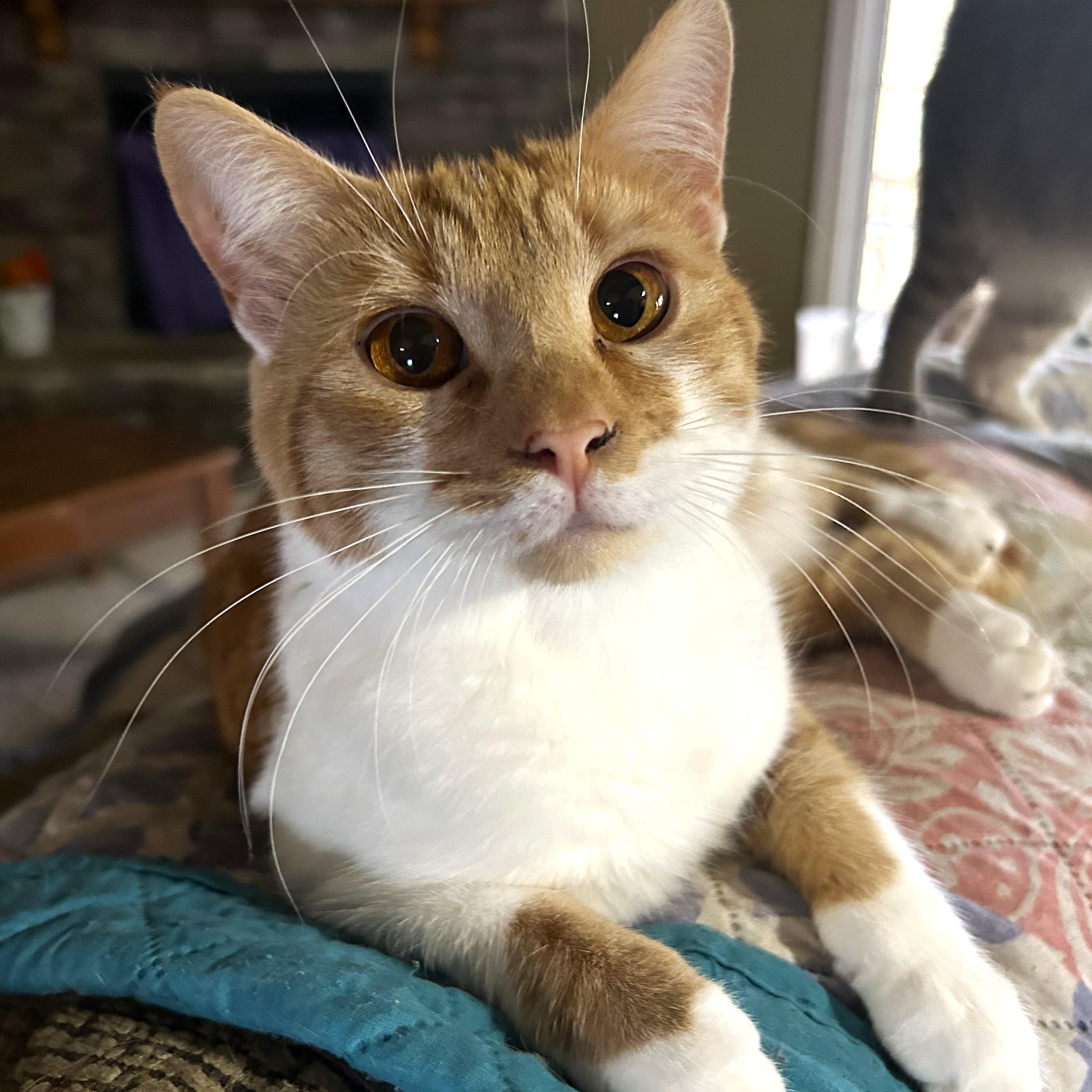 Raffa, ADOPTABLE, Young Male Tabby & Domestic Short Hair.