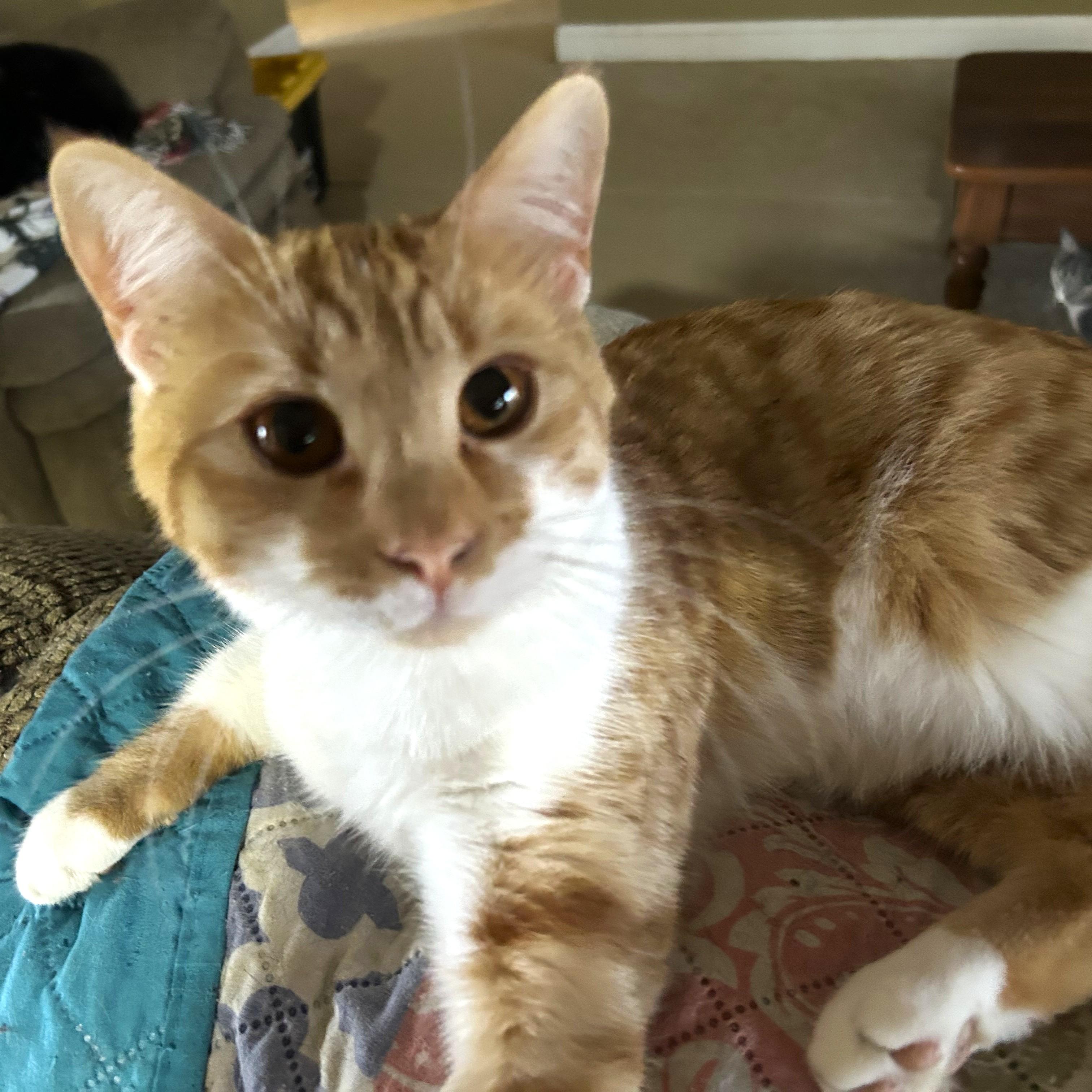 Raffa, a ADOPTABLE mixed breed in Smithfield, NC image 3/3