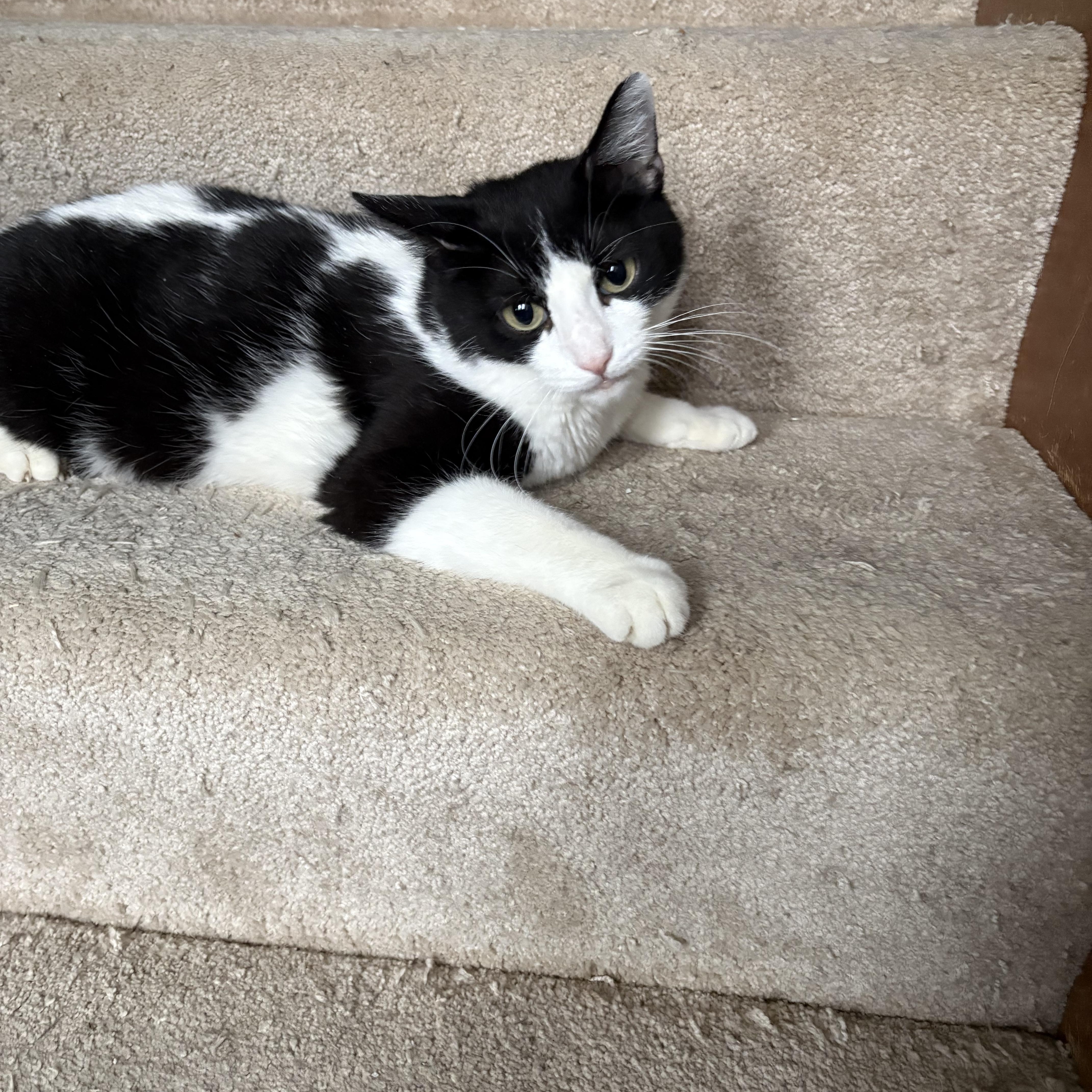 Oreo, adopted, Adult Female Domestic Short Hair.