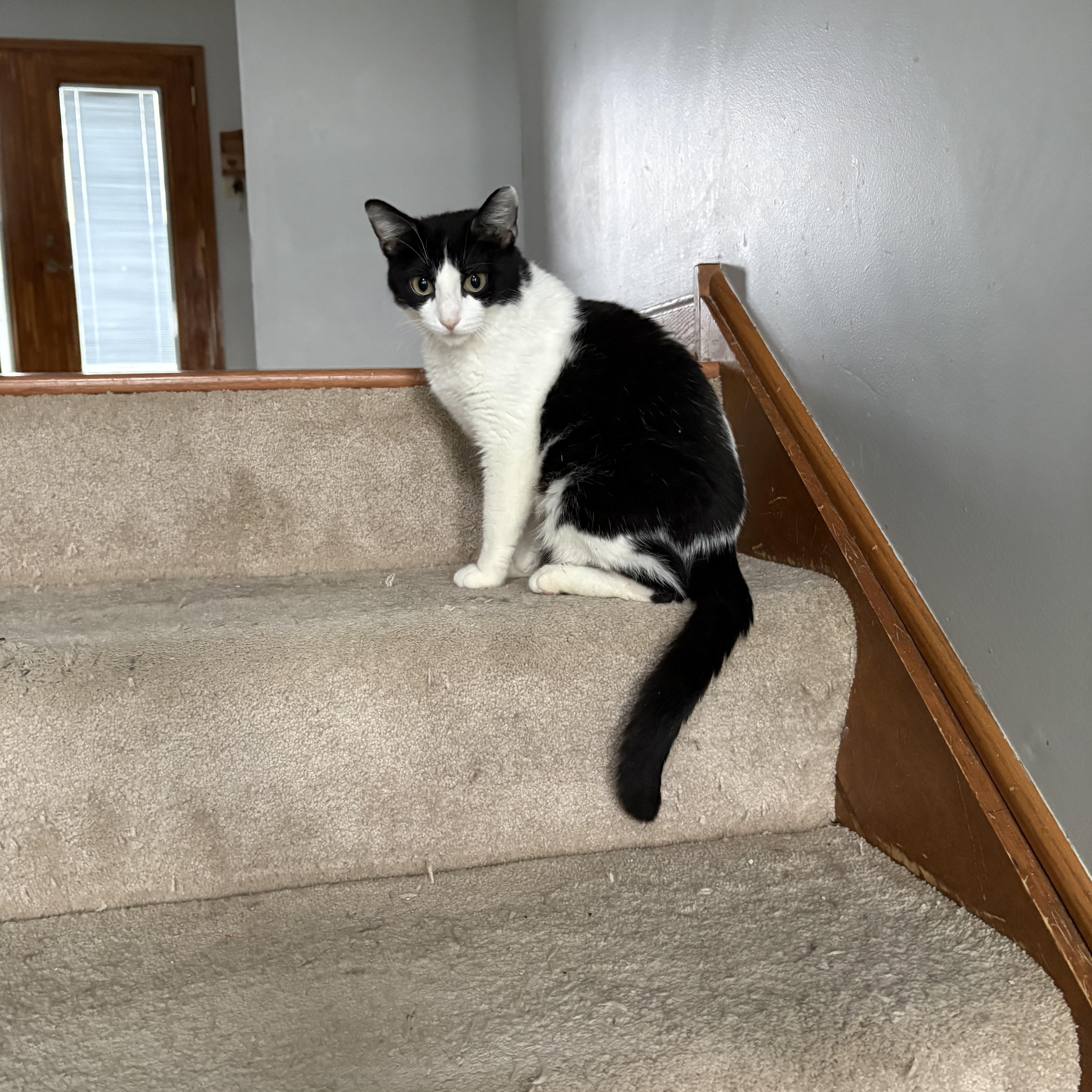 Enlarge Oreo, an adopted Domestic Short Hair in Highland, IN image 2/2