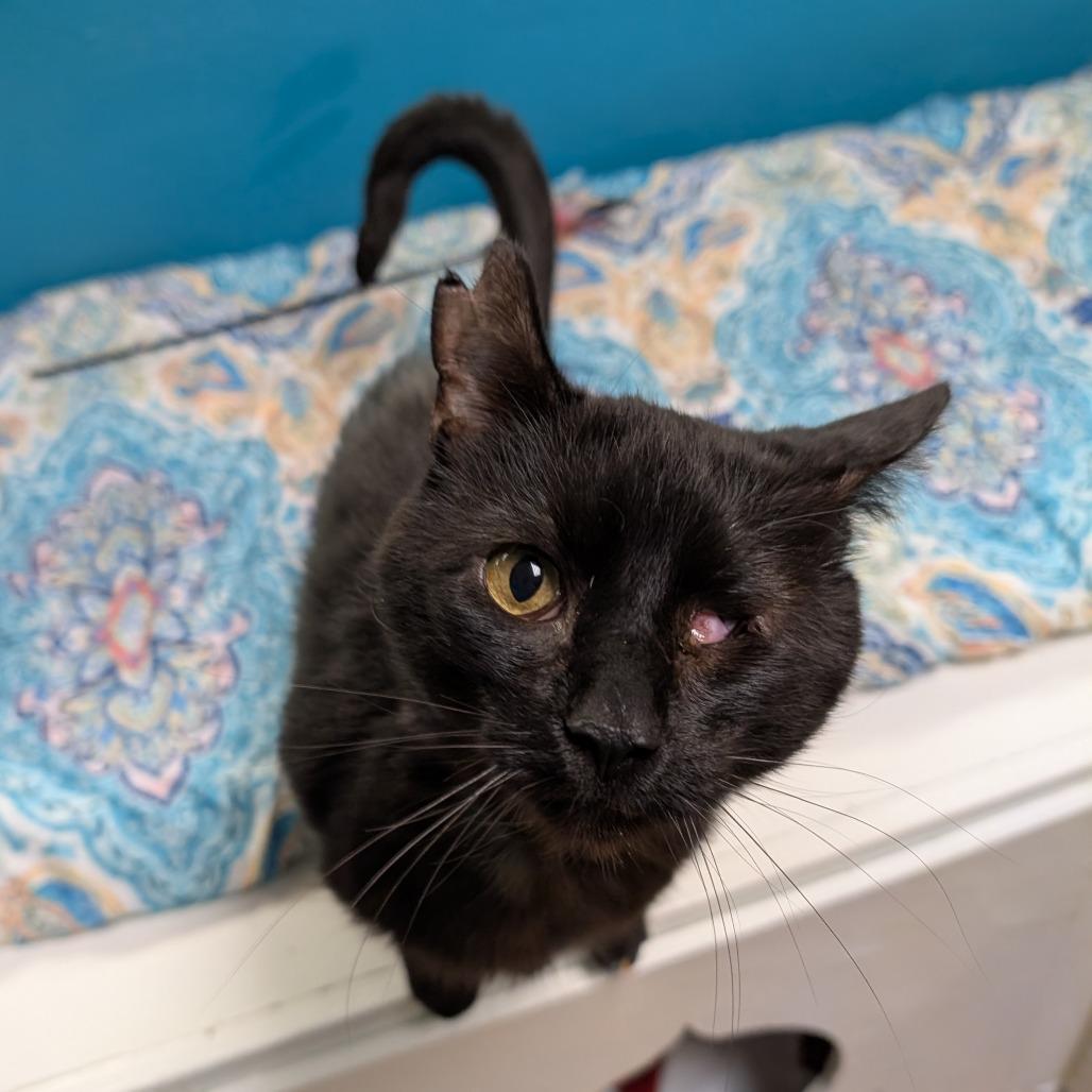 Mr. Wick, Adoptable, Adult Male Domestic Short Hair.