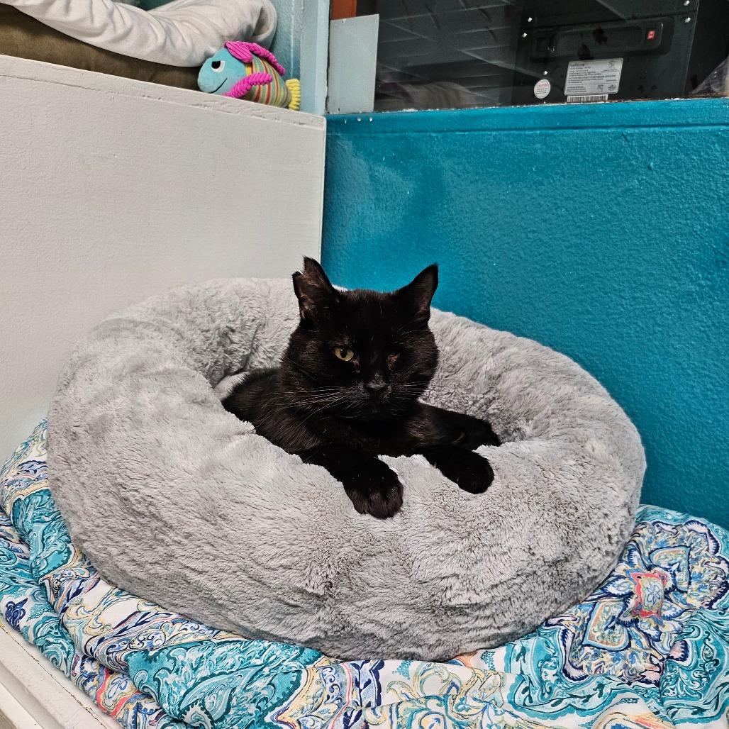 Mr. Wick, a Adoptable Domestic Short Hair in Spokane, WA image 2/3