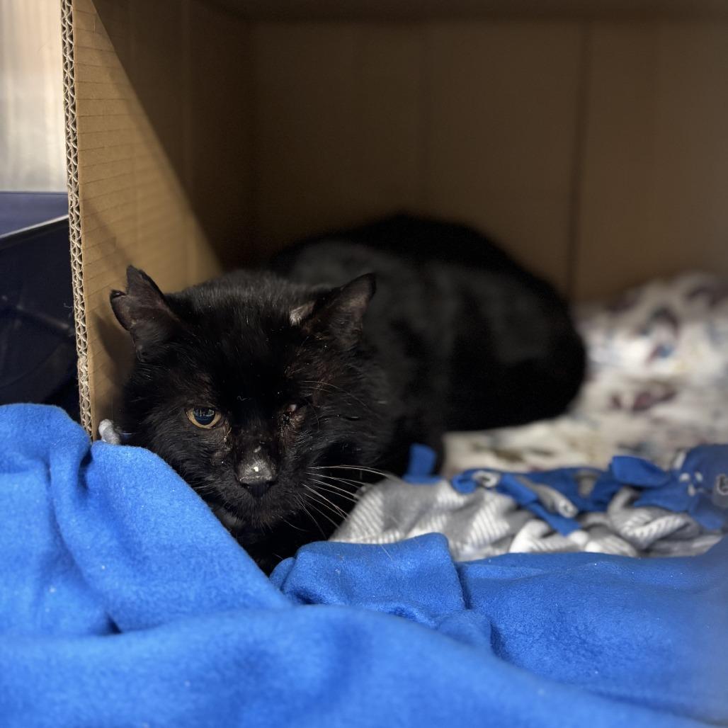 Mr. Wick, a Adoptable Domestic Short Hair in Spokane, WA image 3/3