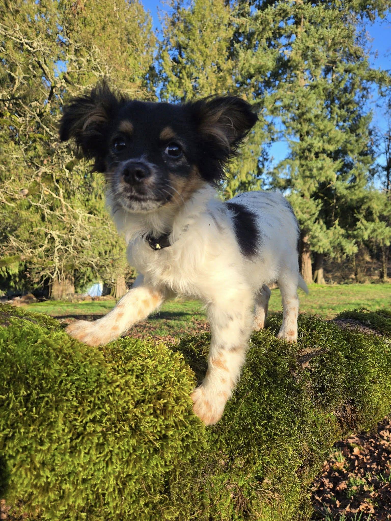 Enlarge Nubbins, a Adoptable Papillon in Silverton, OR image 1/1